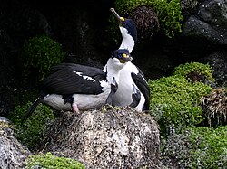Couple de cormorans de Crozet sur nid avec leurs poussins.jpg