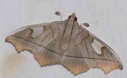 Crambid Moth (Midila lamia) (39815543421).jpg