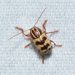 Cryptocephalus leucomelas - Beetle (43761633434).jpg