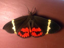 Curoba sangarida Moth 19 Moth (2015.11.20).jpg