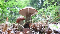 Dark-Stalked Bolete.jpg