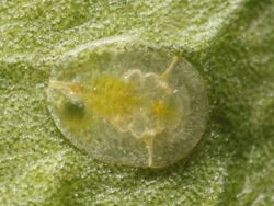 Dialeurodes citri larva.jpg