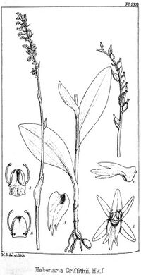 Diphylax griffithii (as Habenaria griffithii) - Hooker's Icones Plantarum vol. 24 pl. 2322 (1896) – cleaned.jpg