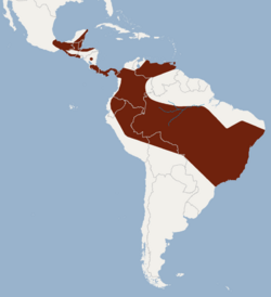 Distribution of Lonchorhina aurita.png