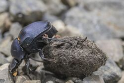 Dung beetle (Deltochilum mexicanum) 1.jpg