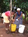 One woman stirring the stink bugs in the bucket carefully as another pours a small amount of water into it.