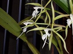 Epidendrum ciliare0.jpg