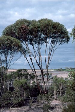 Eucalyptus dielsii habit.jpg