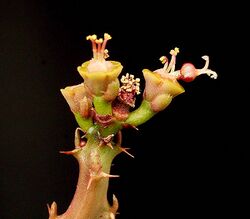 Euphorbia decidua ies.jpg