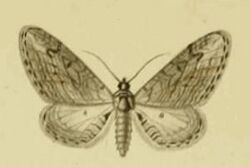 Eupithecia unedonata.JPG