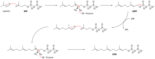 Farnesylpyrophosphate synthase (FPPS) reaction.svg
