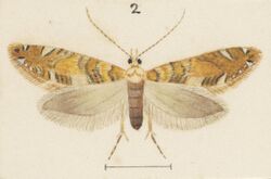 Fig 2 MA I437898 TePapa Plate-XXXVII-The-butterflies full (cropped).jpg