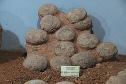 Fossil Dinosaur Eggs- Faveoloolithus sp.jpg