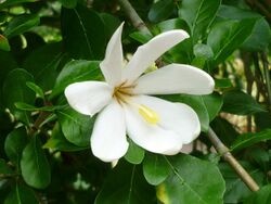 Gardenia cornuta (9534818317).jpg