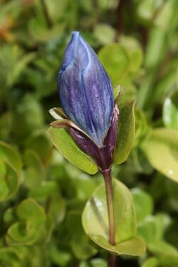 Gentiana calycosa 8629.JPG