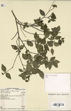 Gossia pubiflora.jpg