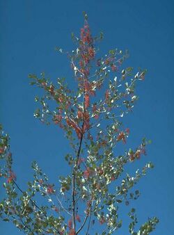 Grevillea byrnesii.jpg