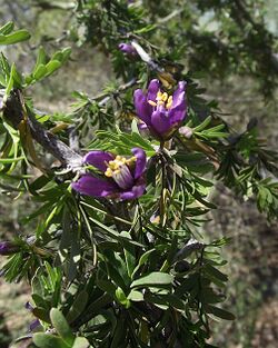 Guaiacum angustifolium.jpg