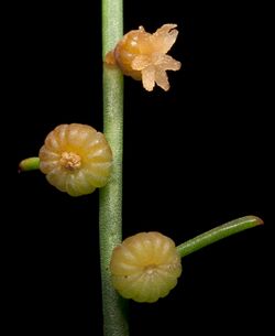 Gyrostemon subnudus (female) - Flickr - Kevin Thiele (1).jpg