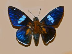 Hesperidae - Yanguna cometes staudingeri.JPG