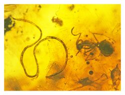 Heydenius-formicinus-adjacent-to-its-worker-ant-host-in-Baltic-amber.jpg