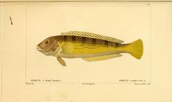 Histoire naturelle des poissons (Pl. 62) (7949951854).jpg