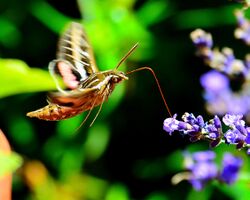 Hummingbird Moth (9687769149).jpg