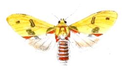 Idalus citrina.jpg