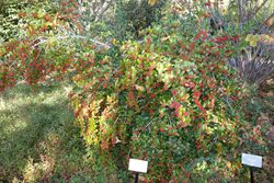 Ilex dimorphophylla - Quarryhill Botanical Garden - DSC03755.JPG