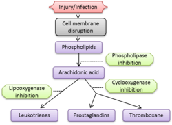 Inflammatory cascade.png