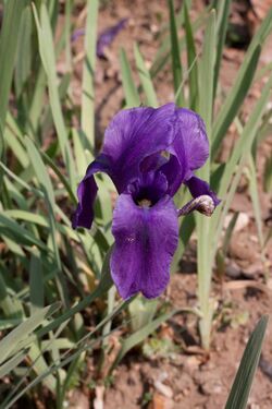 Iris hoogiana - Fleur.jpg