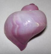 Janthina globosa (purple sea snail) 1 (15598279117).jpg