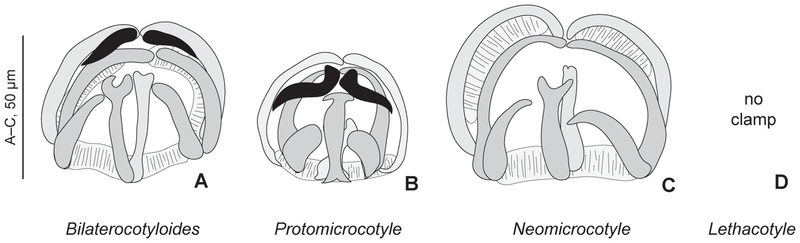 File:Journal.pone.0079155.g003 Clamps in various genera of Protomicrocotylidae.png