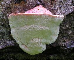 Leptoporus mollis.jpg