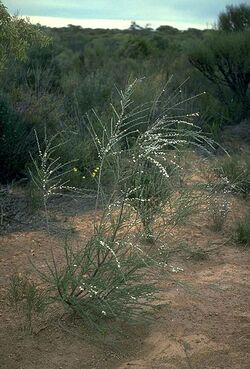 Leptospermum inelegans.jpg