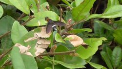 Ligyra bee fly (Ligyra tantalus) in Tokyo, Japan.jpg