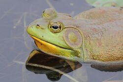 Lithobates catesbeianus PP.jpg