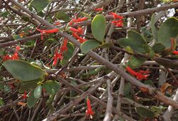 Loranthus acaciae.jpg
