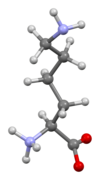 Lysine-from-xtal-3D-bs-17.png