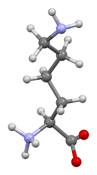 File:Lysine-from-xtal-3D-bs-17.png