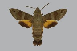 Macroglossum assimilis BMNHE813446 male up.jpg