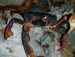 Purple land crab (Gecarcinus ruricola)