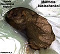 Marmota kastschenkoi 1488414.jpg