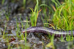 Mhadei Caecilian - Shreeram MV - 2023.jpg