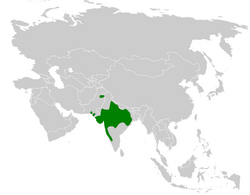 Mirafra erythroptera distribution map.png