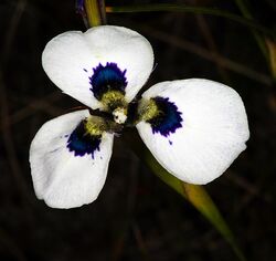 Moraea aristata 1DS-II 2-4682.jpg