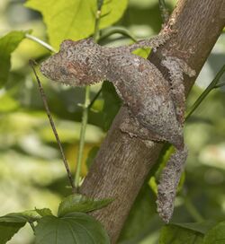 Mossy leaf-tailed gecko (Uroplatus sikorae) Montagne d’Ambre.jpg