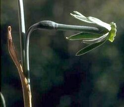 Narcissus viridiflorus 1.jpg