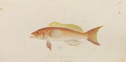 Naturalis Biodiversity Center - RMNH.ART.587 - Chelidoperca hirundinacea (Valenciennes) - Kawahara Keiga - 1823 - 1829 - Siebold Collection - pencil drawing - water colour.jpeg