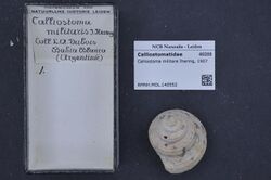 Naturalis Biodiversity Center - RMNH.MOL.140552 - Calliostoma militare Ihering, 1907 - Calliostomatidae - Mollusc shell.jpeg